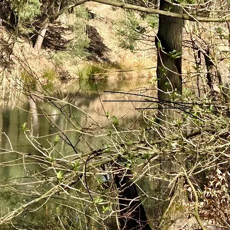 Waldfloß * Zieko